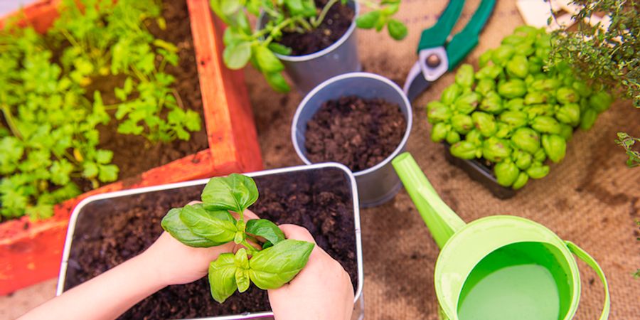 image - Les petits jardiniers en action