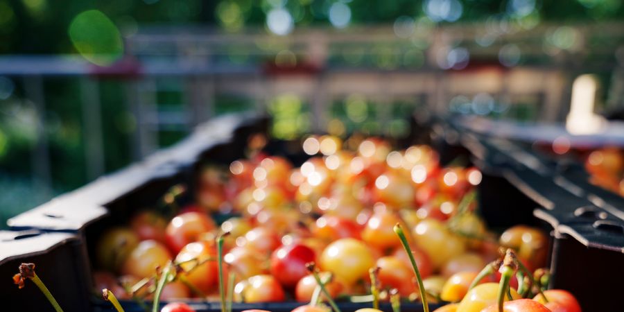 image - Fête de la cerise