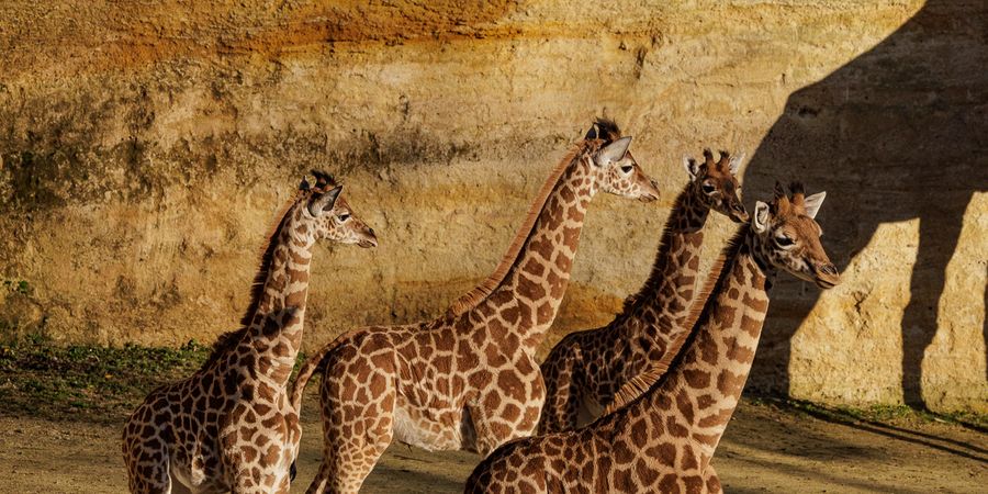 image - Magie nocturne et séjours nature au Bioparc de Doué-la-Fontaine