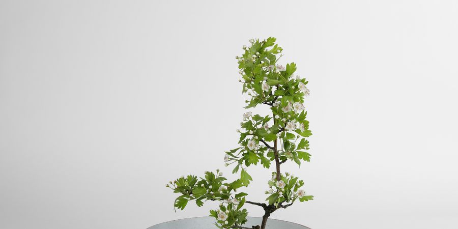image - Ikebana : célébration de l'automne