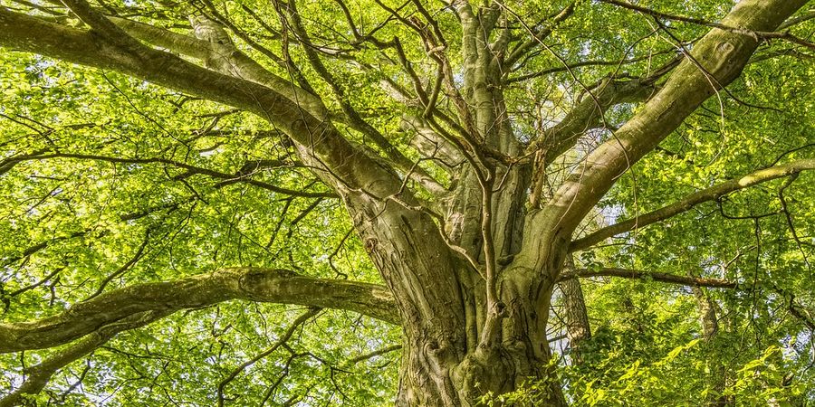 image - Découvrons les arbres remarquables !