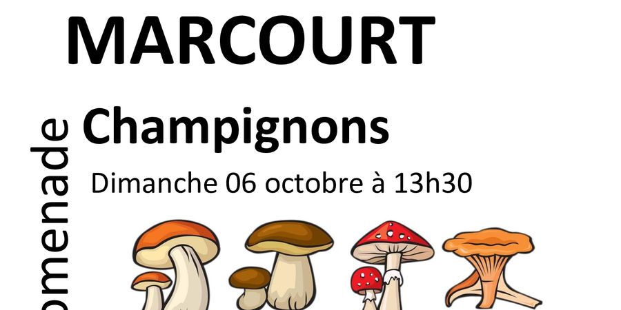 image - Balade Champignons à Marcourt
