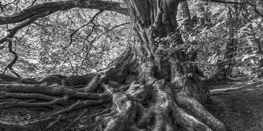 image - “Strawberry Tree”, een reis door het onzichtbare
