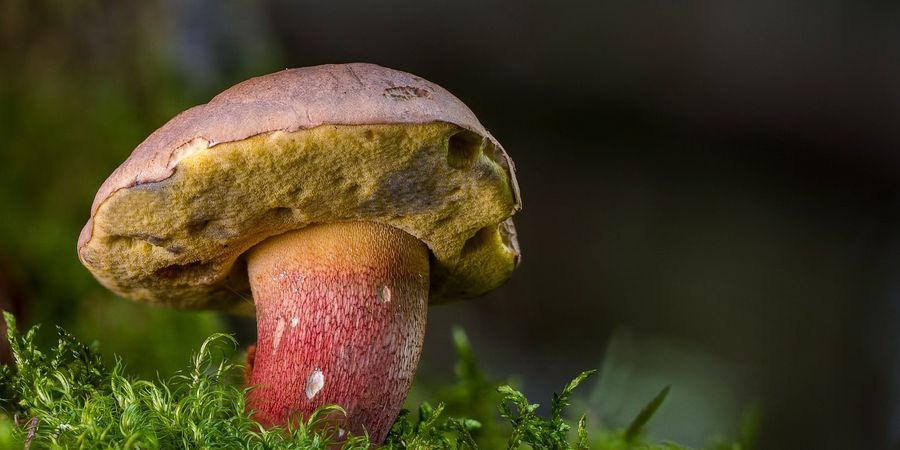 image - Stage d'automne (8-12 ans) - Le monde secret des discrets