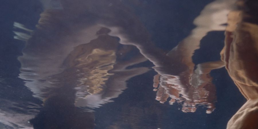 image - Echo(e)s
