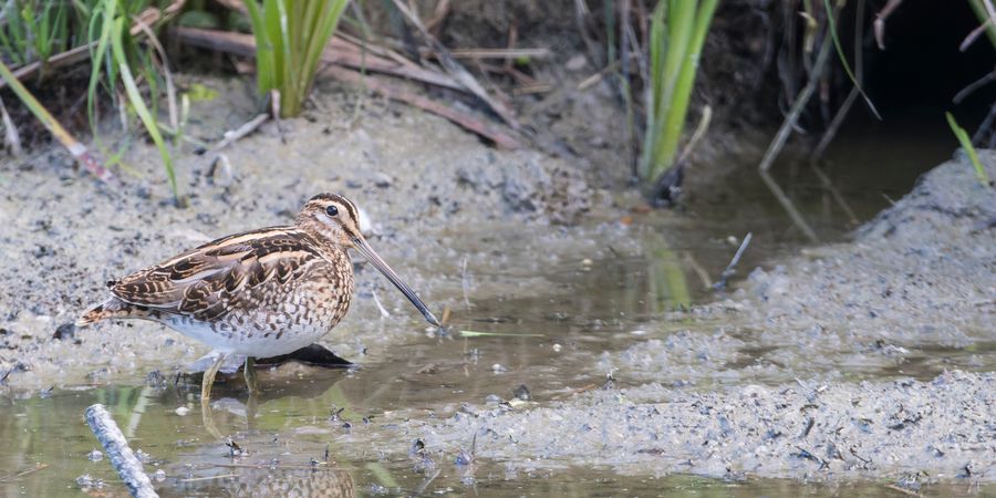image - Sur les traces des oiseaux voyageurs : quiz et découvertes