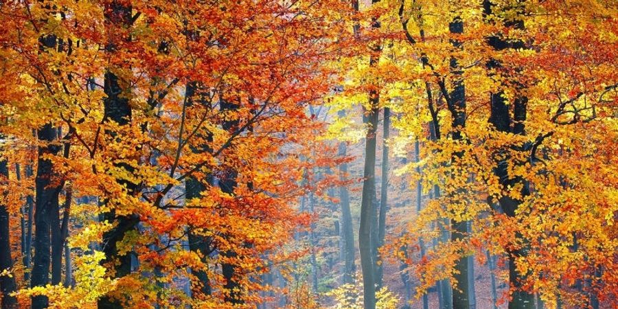 image - Entrez dans la danse de l'automne