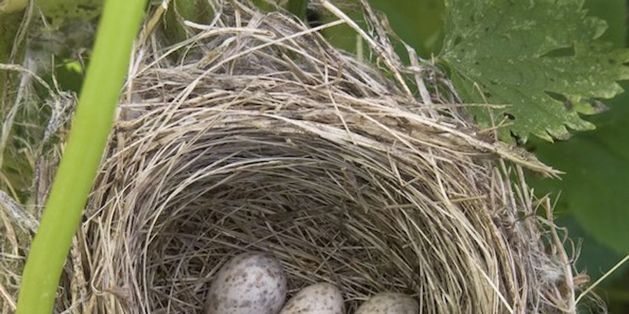 image - Quoi de n'Oeuf ? (5-7ans)