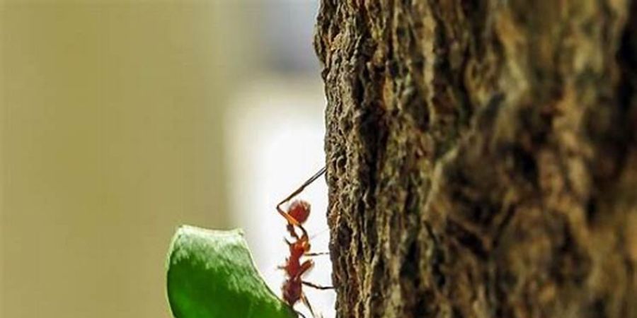 image - Conférence de l'Antenne interuniversitaire de Jette : « Fourmidables : l’extraordinaire organisation sociale des fourmis ». Serge ARON, biologiste éthologue