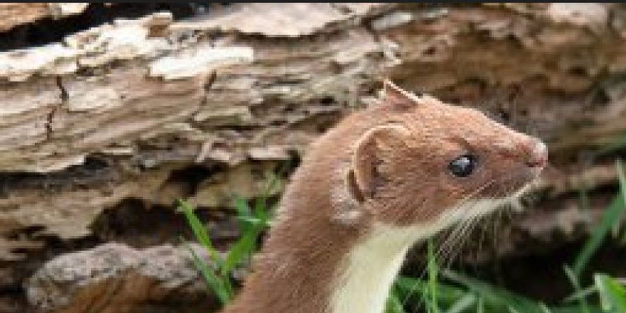 image - J'entends le loup, le renard et la belette…