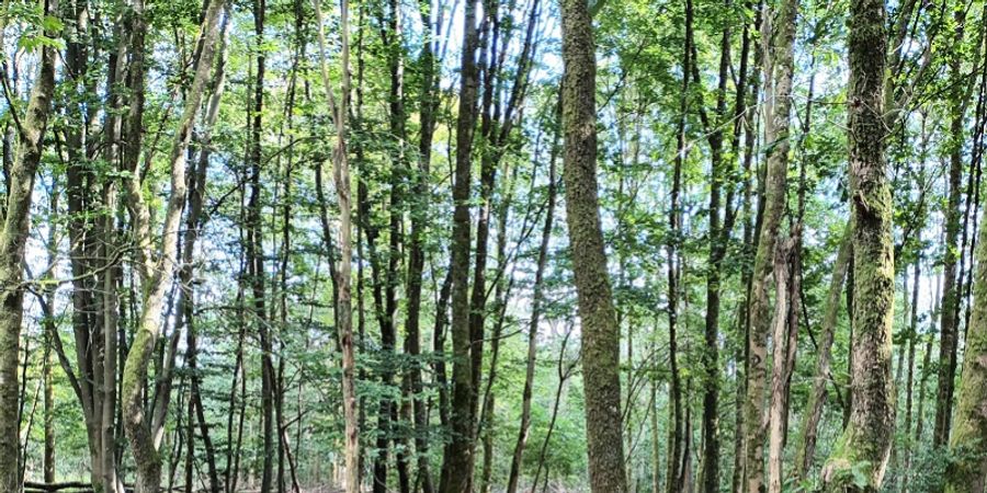 image - Dessinons sous les arbres