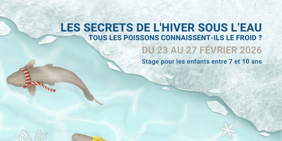 image - Stage - Les secrets de l'hiver sous l’eau