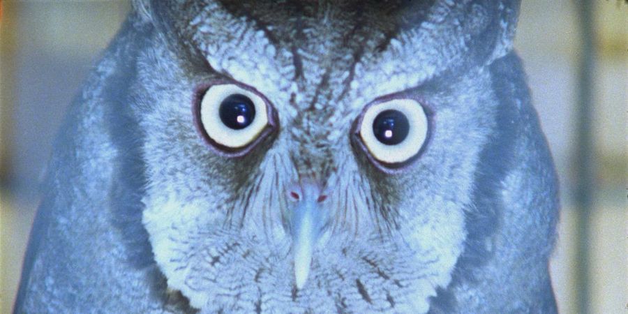 image - É Noite Na América - Ana Vaz