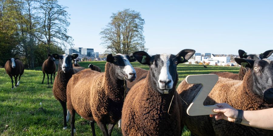 image - Le Cycle Z - Tissus urbains