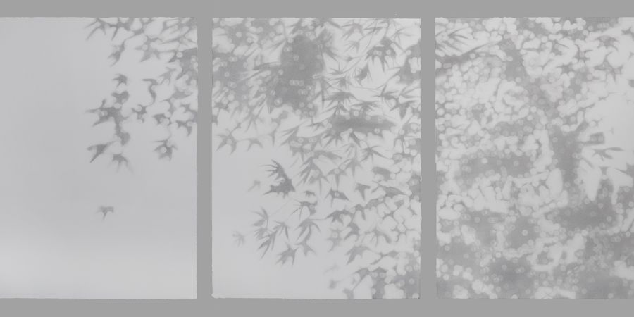 image - Onder de bomen, de lucht