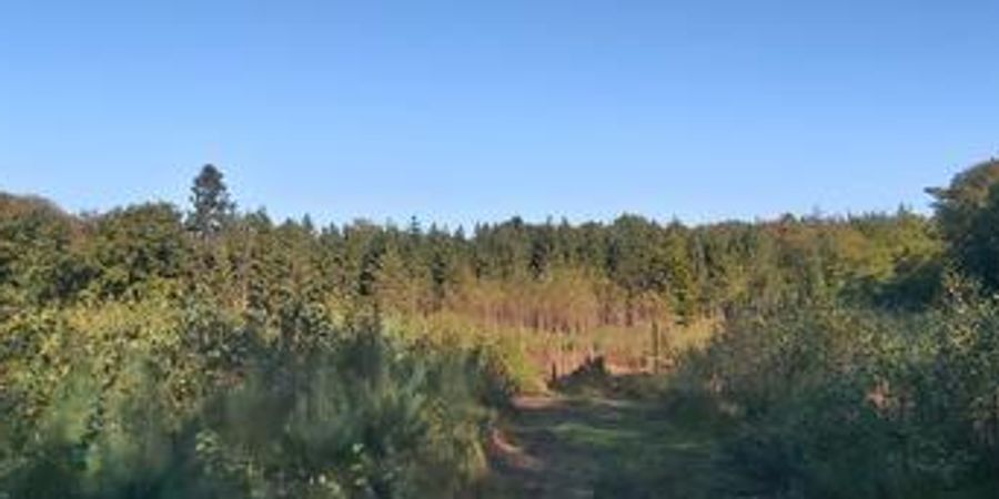 image - Arboretum de Herbiester - découverte