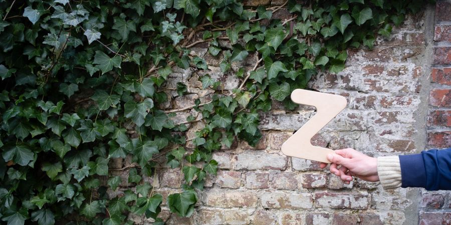 image - Les Zinopinées - Plantes sauvages dans le quartier des Villas