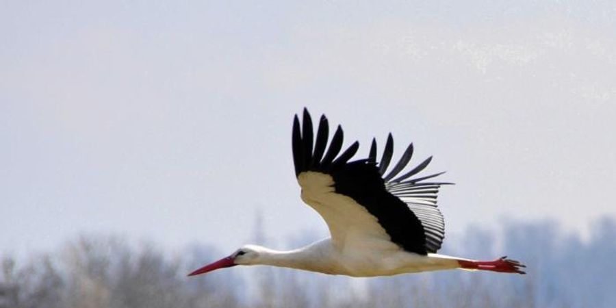 image - Journée d'observation des oiseaux
