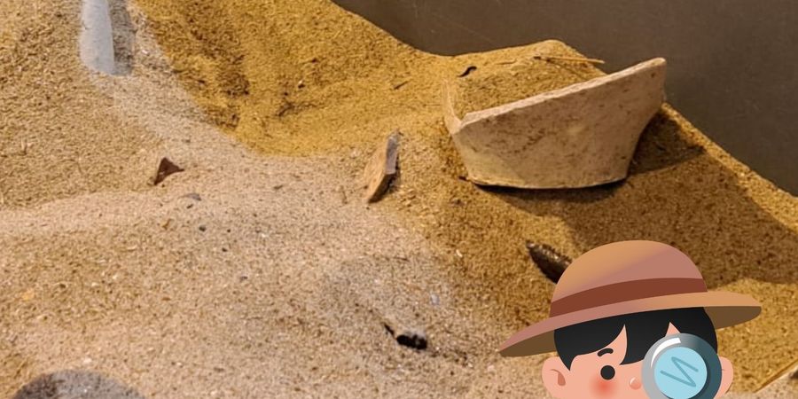 image - Visite flash : L’archéologie pour les curieux