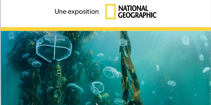 image - Expo National Geographic, à la découverte des océans et du monde sauvage