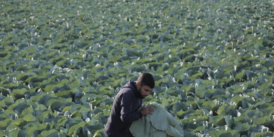 image - Free School: Revive Gaza’s Farmland