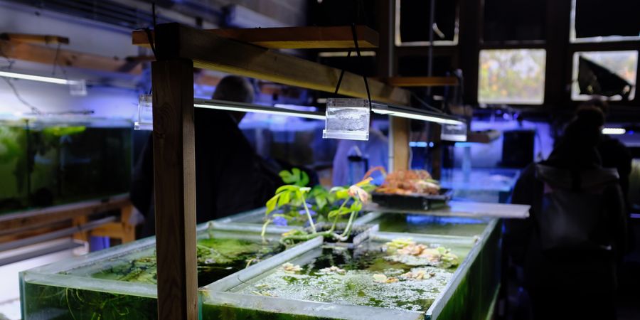 image - Rondleiding achter de schermen door het Aquarium