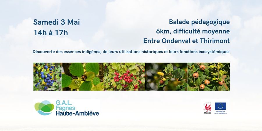 image - Balade pédagogique : Reconnaissons nos arbres