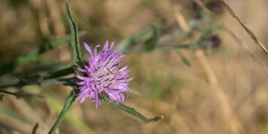 image - Promenade Nature et Patrimoine