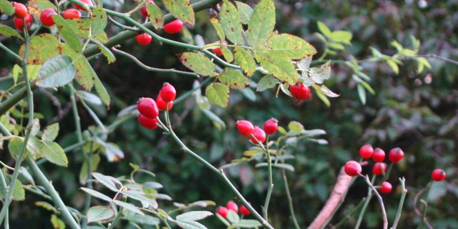 image - Plantes sauvages comestibles en famille