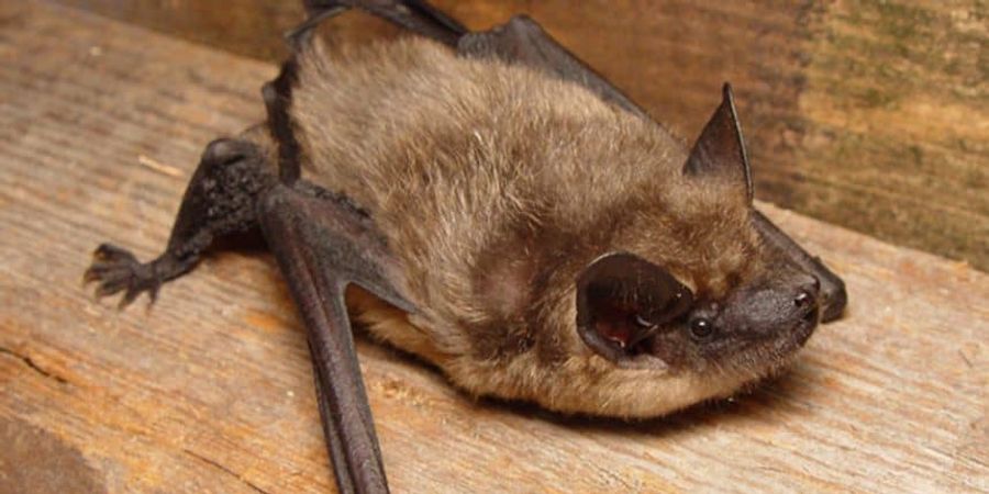 image - FESTIVAL FORÊT DE SOIGNES - A la découverte des chauves-souris (Rouge Cloître – Auderghem)