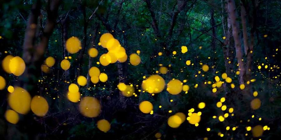 image - FESTIVAL FORÊT DE SOIGNES – Les lumières de la nuit !