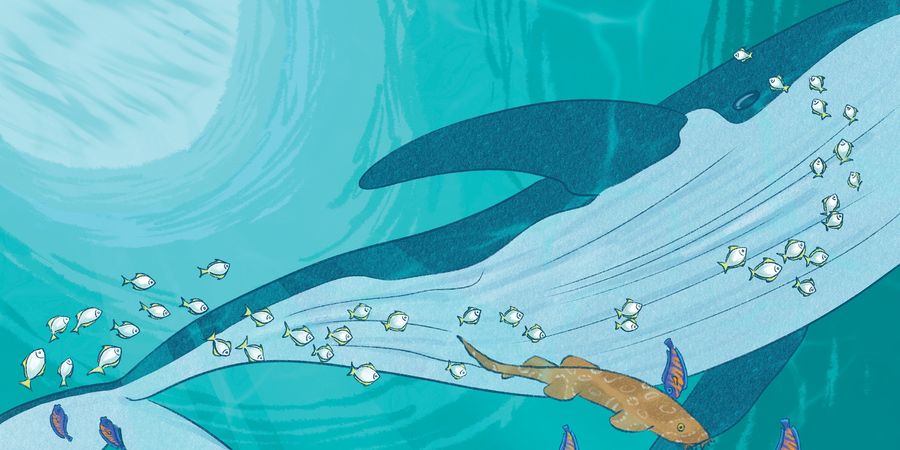 image - Journée Mondiale des Océans à l'Aquarium-Muséum de Liège