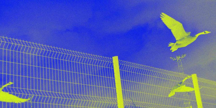 image - Les Oiseaux N'Existent Pas - Exposition sonore