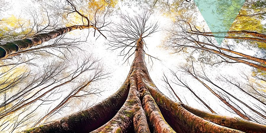 image - Spectacle choral et symphonique en wallon : 