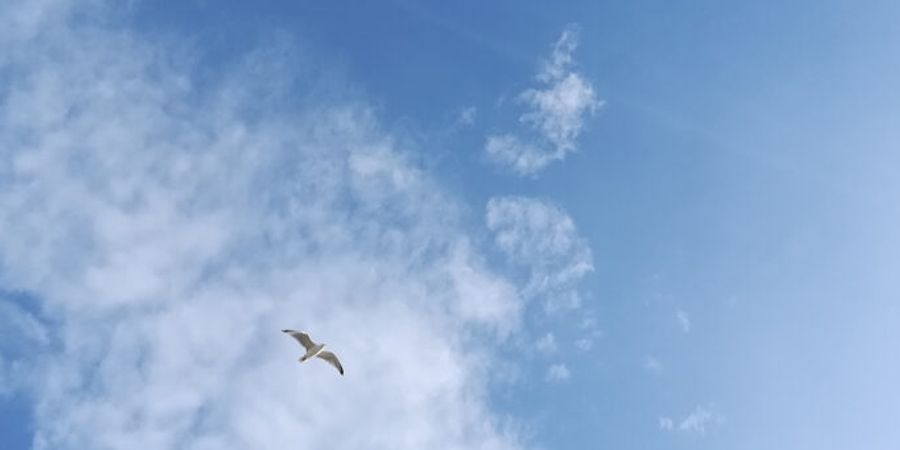 image - Au nom du ciel - Yuval Rozman