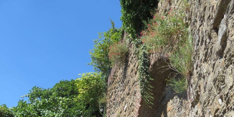 image - Les Estivales en Volière