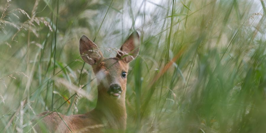 image - Isabelle Spirlet - Au cœur du sauvage, mon regard sur la nature