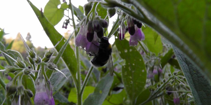 image - Plantes médicinales : Foie et peau