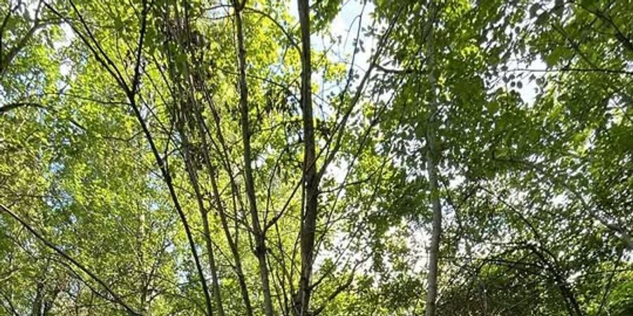 image - Parcours ludique dans les bois