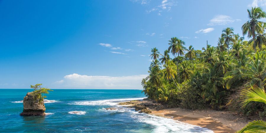 image - Costa Rica : Francis Hallé, le passeur d'arbre