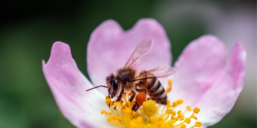 image - Ode aux abeilles