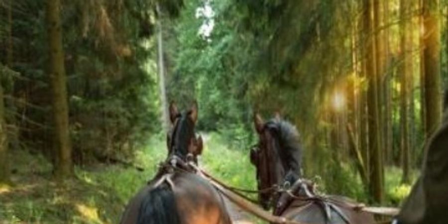 image - La Forêt de Soignes en histoire(s) et légendes... en calèche * FESTIVAL FORET DE SOIGNES 2025