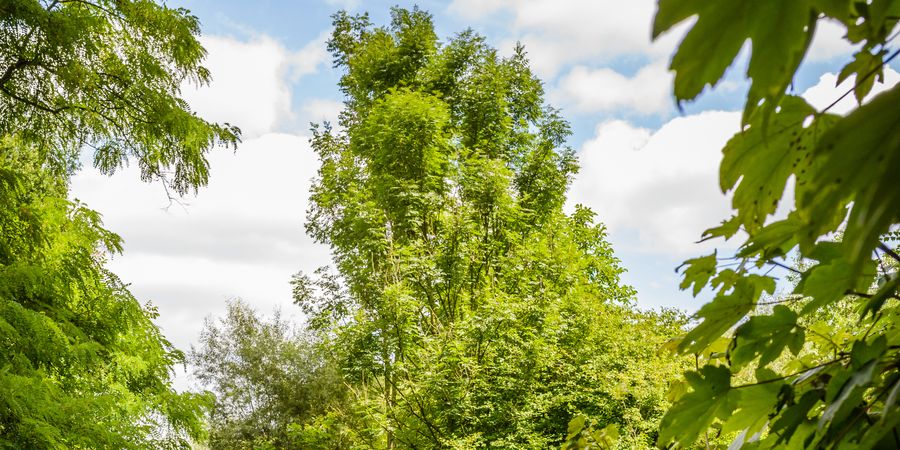 image - FESTIVAL FORÊT DE SOIGNES – Balade le long de la Woluwe