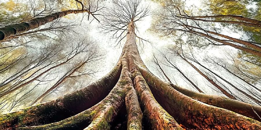 image - Li R'vindje di l'Åbe (La revanche de l'Arbre)