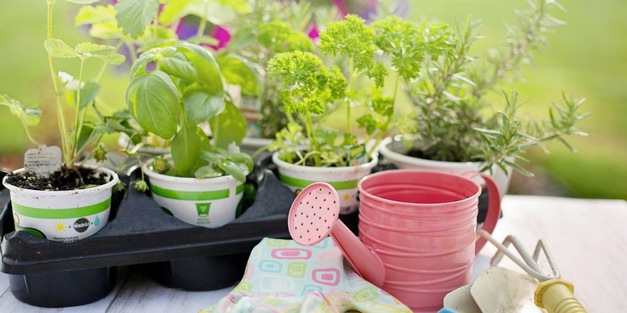 image - Du potager au festin !