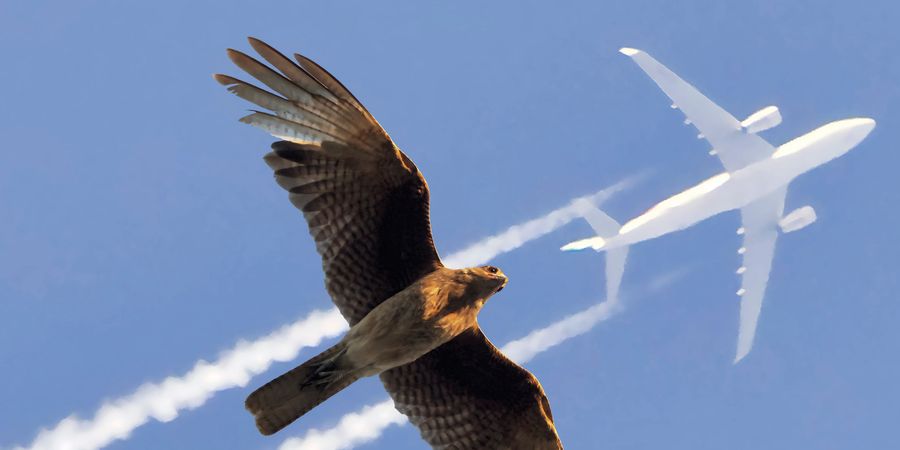 image - expo FLIGHT