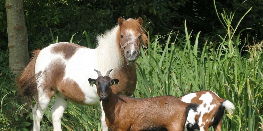 10 fermes à visiter en famille en Belgique – Animaux, nature et ateliers pour enfants