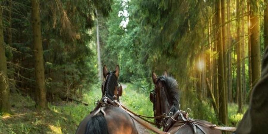 image - Balade en calèche et à pied en Forêt de Soignes * Festival Forêt de Soignes 2025