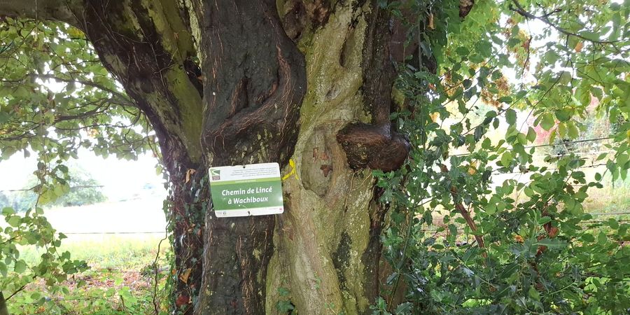 image - Les balades guidées du Cercle Marie-Anne Libert