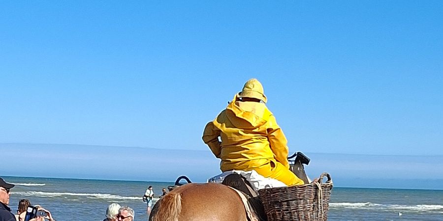 image - Aventure modulable - Pêcheurs de crevettes à cheval